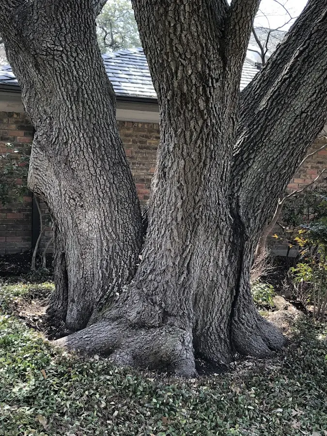 Mature heritage tree close to a Millers Falls property cared for by certified arborists